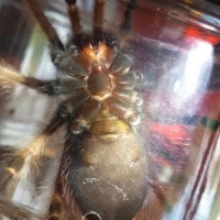 B. Boehmei M or F?