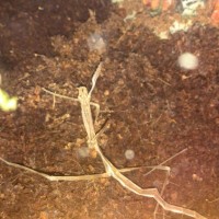 stick insect molt