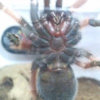 brachypelma Emilia (Mexican Red leg) female?