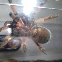 brachypelma Emilia (Mexican Red leg) female?