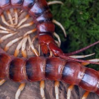 scolopendra gigantea