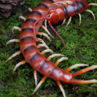 scolopendra gigantea