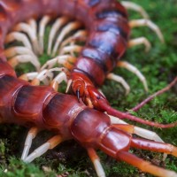 scolopendra gigantea