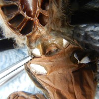 B. Smithi