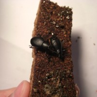 Eleodes subnitens Beetle