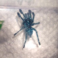 Avicularia versicolor