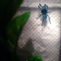 Avicularia versicolor