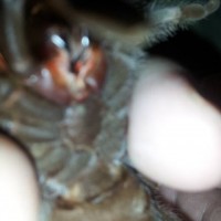 Brachypelma smithi unsexed