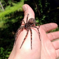 Dolomedes tenebrosus