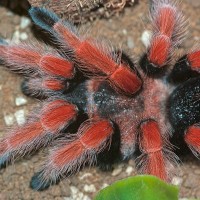 Brachypelma boehmei,