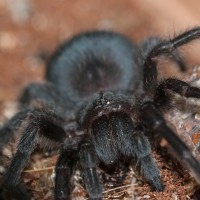 Grammostola pulchra