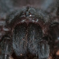 Grammostola pulchra