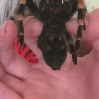 B. Smithi