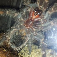 Lasiodora Parahybana