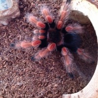 Fresh molt Brachypelma Boehmei