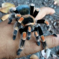 Brachypelma smithi