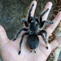 Brachypelma albopilosum