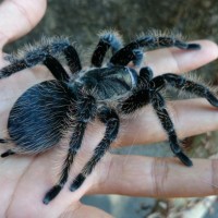 Brachypelma albopilosum