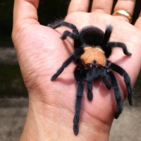 Brachypelma albiceps