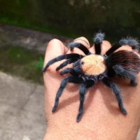 Brachypelma albiceps