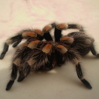 Brachypelma smithi