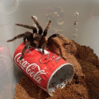 Brachypelma vagans