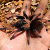 Brachypelma emilia