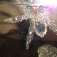 Lasiodora parahybana, male or female??