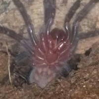 B. Vagans sling