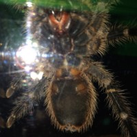 Grammostola Pulchripes M/F?