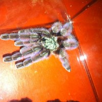 Avicularia Versicolor