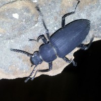 Zophobas morio darkling beetle