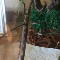 my pregnant stick insect