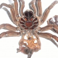 theraphosa stirmi