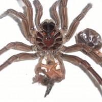 theraphosa stirmi