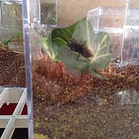 OBT sling rehouse