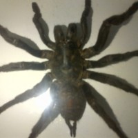 Mounted Tarantula: what kind is it