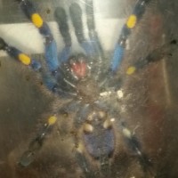 p metallica male or female?