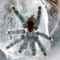 0.0.1 Avicularia azuraklaasi