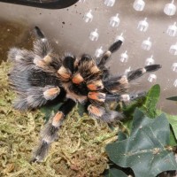 Zombie in her new Jamie's Tarantulas enclosure.