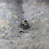 Jumping spider (ID?)