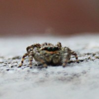 Jumping spider (ID?) (Extra zoom)