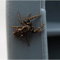 Jumping spider (ID?)