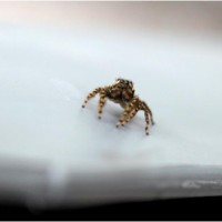 Jumping spider (ID?) (Extra zoom)