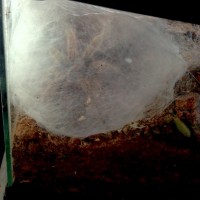 rosehair eggsac web dome