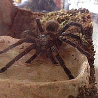 Aphonopelma aberrans IMM