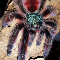 Avicularia Versicolor - female