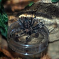 P irminia taking a drink