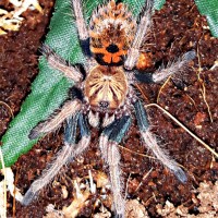 Chromatopelma cyaneopubescens - sling