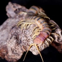 scolopendra sp "robusta"